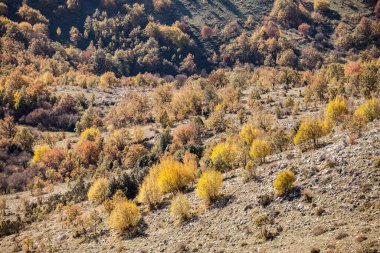 Sonbaharda kayın ormanı, sonbaharda dağ ormanı, sonbaharda renkli orman.