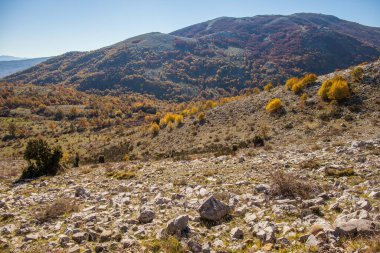 Vadide yeşillik, sonbaharda dağ ormanı, sonbaharda renkli orman.
