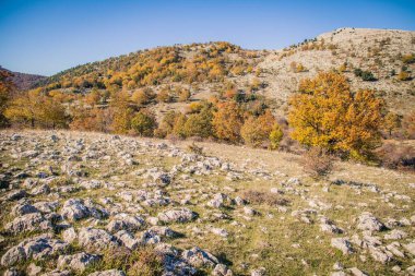 Vadide yeşillik, sonbaharda dağ ormanı, sonbaharda renkli orman.