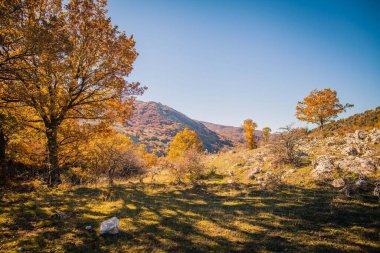 Sonbaharda meşe gölgesi, sonbaharda meşe ormanı