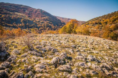 Vadide yeşillik, sonbaharda dağ ormanı, sonbaharda renkli orman.