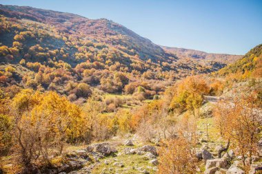 Vadide yeşillik, sonbaharda dağ ormanı, sonbaharda renkli orman.