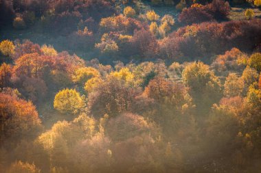 Sonbaharda kayın ormanı, sonbaharda dağ ormanı, sonbaharda renkli orman.