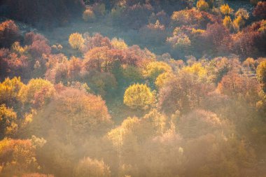 Sonbaharda kayın ormanı, sonbaharda dağ ormanı, sonbaharda renkli orman.