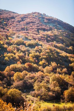 Sonbaharda kayın ormanı, sonbaharda dağ ormanı, sonbaharda renkli orman.
