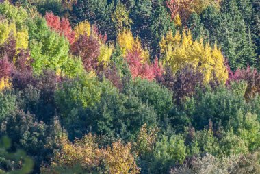 Sonbaharda renkli ağaçlar