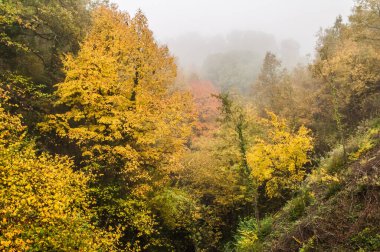 yellow trees in the ditch