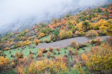 colored trees and fog in the autumn in the mountain valley