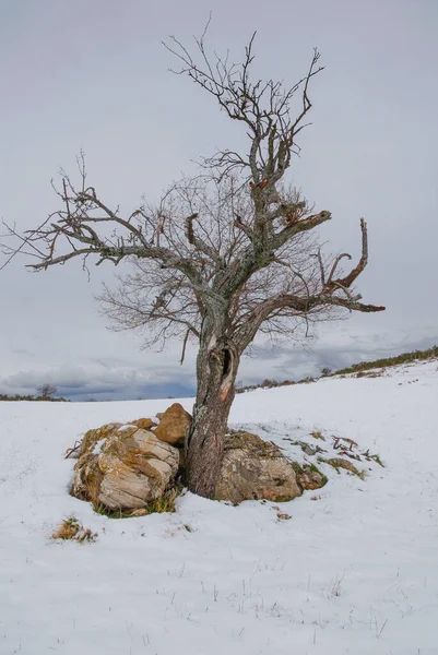 Dry Tree Snow — Stock Photo, Image
