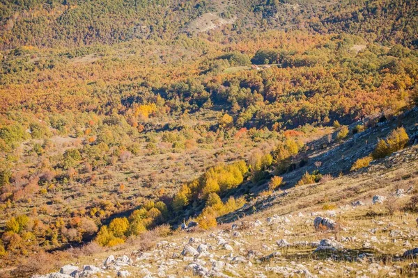 秋のブナ林秋の山林秋の紅葉林 — ストック写真