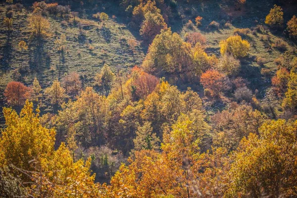 Beech Forest Autumn Mountain Forest Fall Colored Forest Autumn — ストック写真