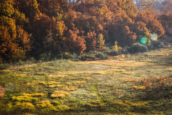 Scenic View Autumnal Meadow Daytime — Stockfoto