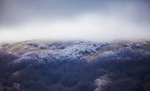 Mountain Forest Morning Hoarfrost Fog — Stok fotoğraf
