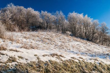 Donmuş dalları olan buzlu ağaçlar, doğa.