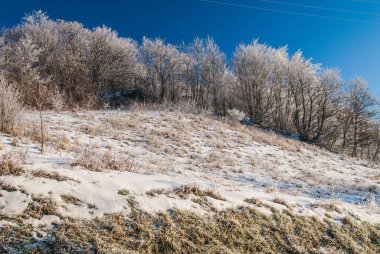 Donmuş dalları olan buzlu ağaçlar, doğa.
