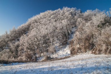 Donmuş dalları olan buzlu ağaçlar, doğa.