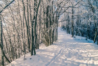 Donmuş dalları olan buzlu ağaçlar, doğa.