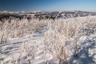 iced grass in the mountains landscape