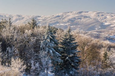 Donmuş dalları olan buzlu ağaçlar, doğa.