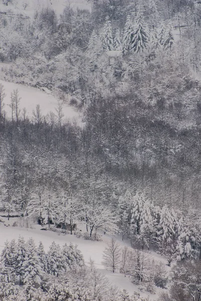 Donmuş Dalları Olan Buzlu Ağaçlar Doğa — Stok fotoğraf
