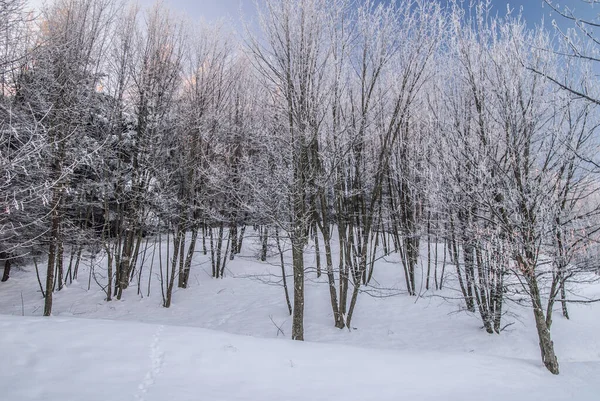 눈덮인 의나무들 — 스톡 사진