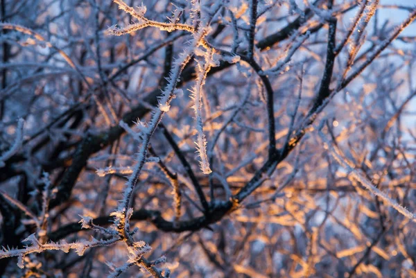 Iced Branched Snowly Forest — 스톡 사진