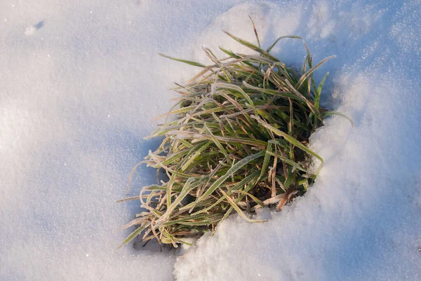 Tuft Grass Snowly Meadow — Stockfoto