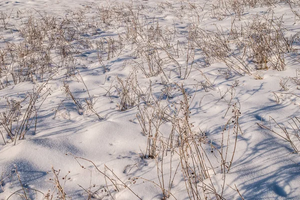 Χιόνι Καλυμμένο Πάγο Και Ξηρά Φυτά — Φωτογραφία Αρχείου