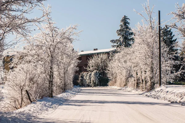 Снежные Деревья Окружающие Зимнюю Дорогу Днем — стоковое фото