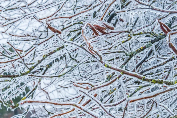 Iskall Förgrenade Den Snöiga Skogen — Stockfoto
