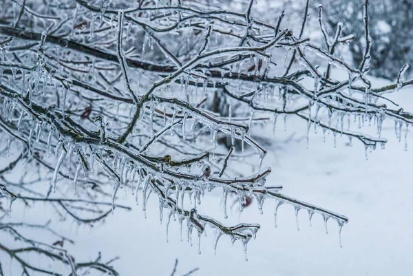 Iskall Förgrenade Den Snöiga Skogen — Stockfoto