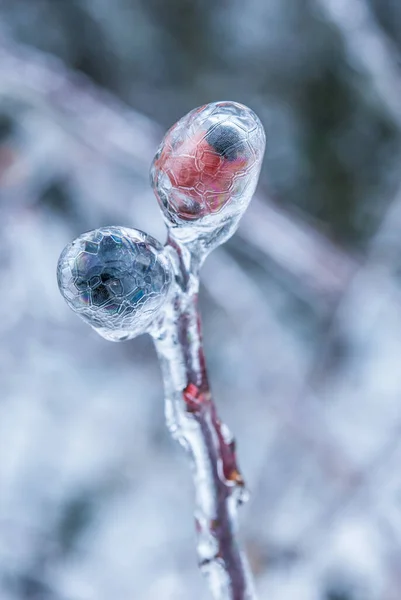 Wild Berries Frozen Branches — 스톡 사진