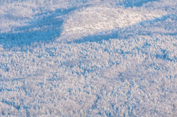 Arbres Couverts Neige Dans Forêt — Photo