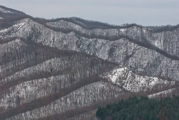 Çıplak Ormanlar Karla Kaplı Zirveler — Stok fotoğraf