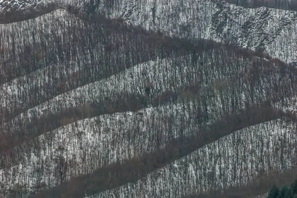 Голые Леса Снежные Вершины — стоковое фото