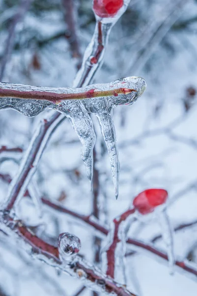 Wild Berries Frozen Branches — Stockfoto