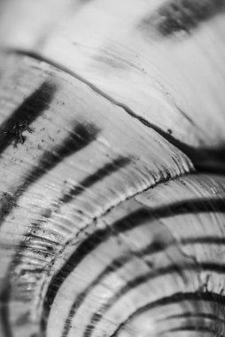 snail shell black and white