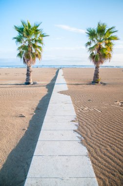 Palmiyeler kışın kumsalda 