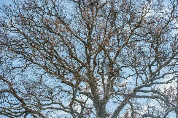 Trockener Baum Wolkenverhangenen Himmel — Stockfoto