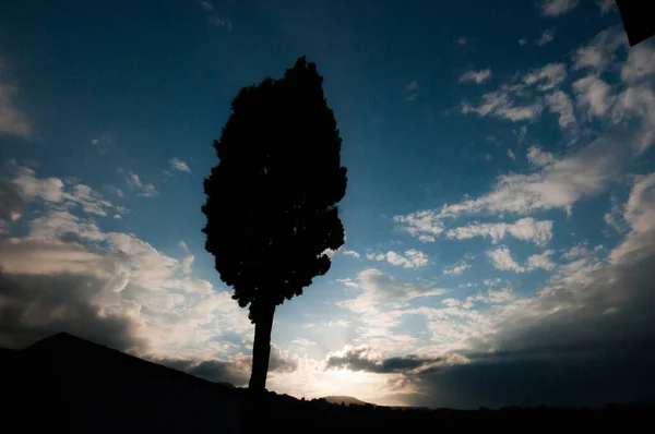 Tree Silhouette Cloudy Sky Background — Stock Photo, Image