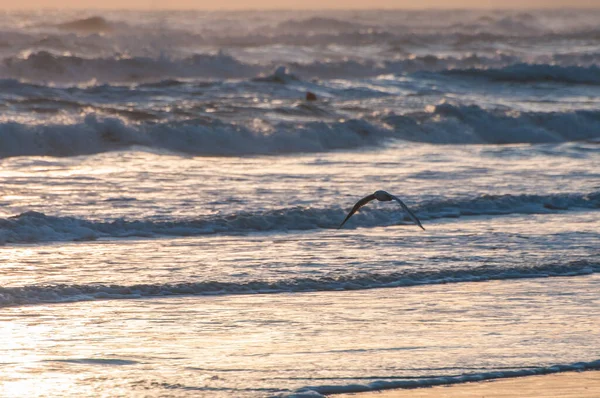 Gün Doğumunda Martılar Kumsalda Uçar — Stok fotoğraf