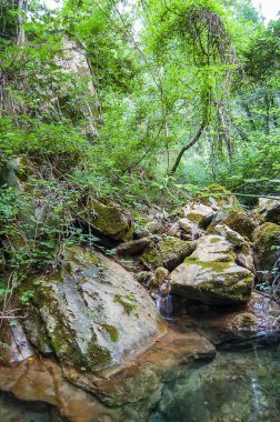 river crosses woods, the river runs through woods,