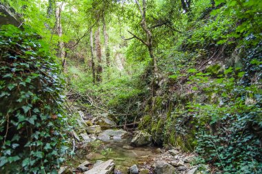 river crosses woods, the river runs through woods,
