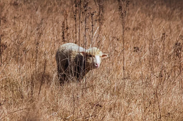Sheep Grazing Gras Meadow — Stock Photo, Image