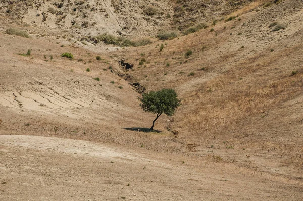 tree in the badlands landscape, desert, desolate land, dry land