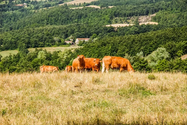 Cows Grazing Mountain Fields — Stock Photo, Image