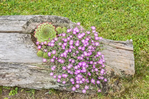 Bir ağacın gövdesinden yapılmış vazo.