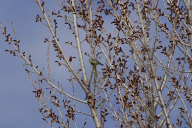 tit perched on the tree branch