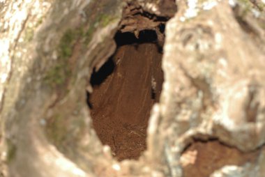 squirrel's den in the tree, den in the tree, hole in the tree