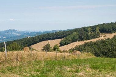 hay bales on the field, nature